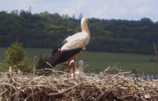 Imagen de vista previa de la cámara web Storks Jedovnice